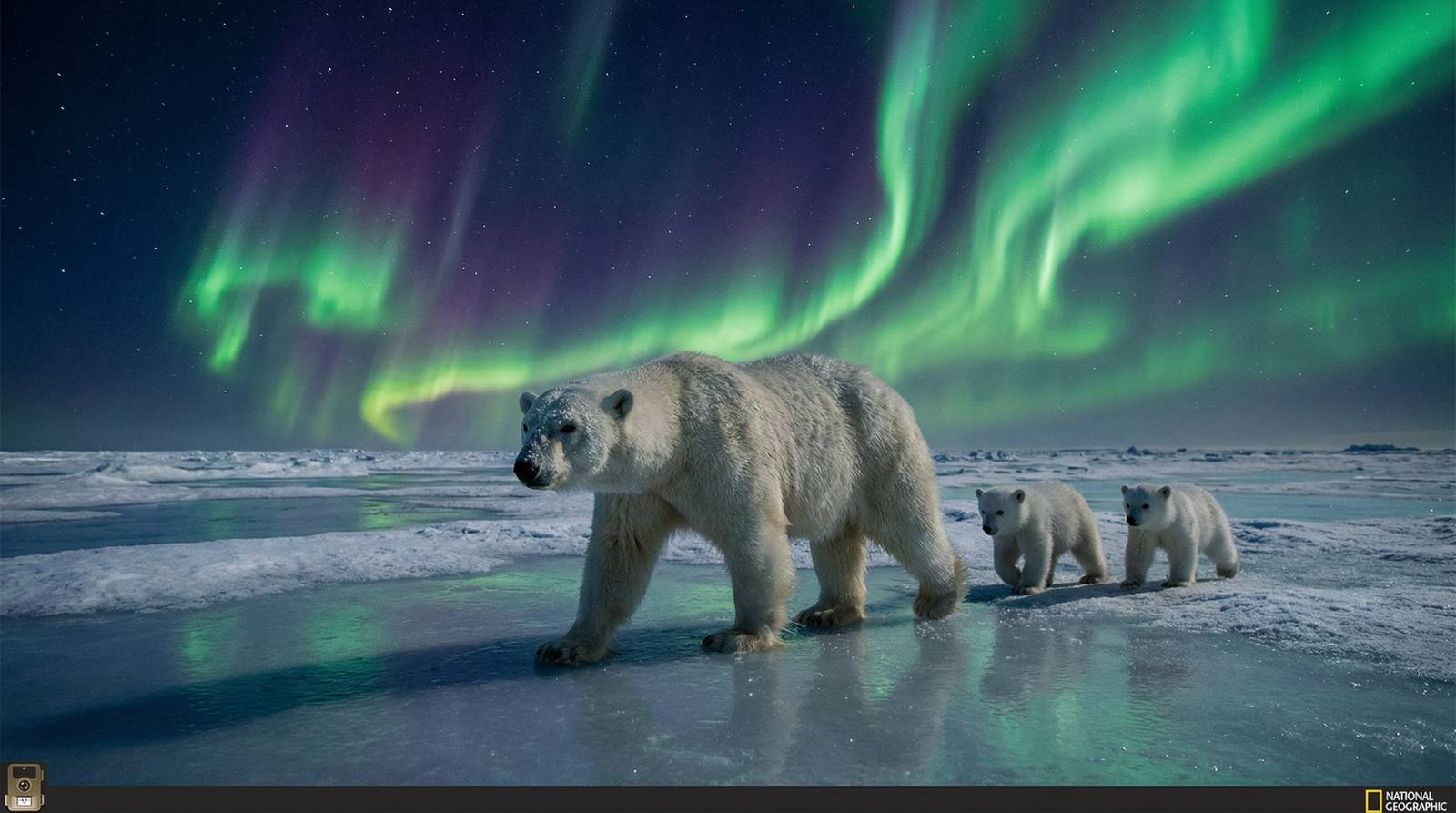 四虎视频北极熊视频